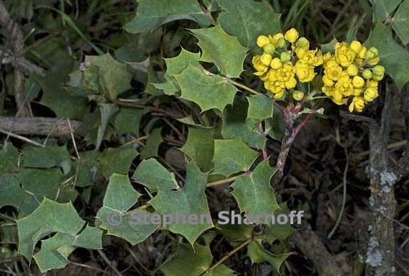 berberis aquifolium var repens 3 graphic